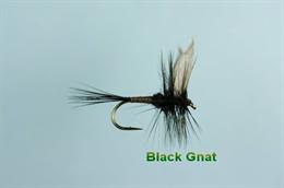 Black Gnat